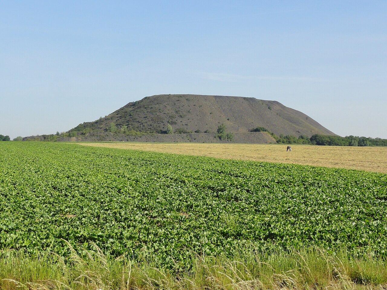 Estevelles - Terril n° 98, 24 Nord de Courrières (02)